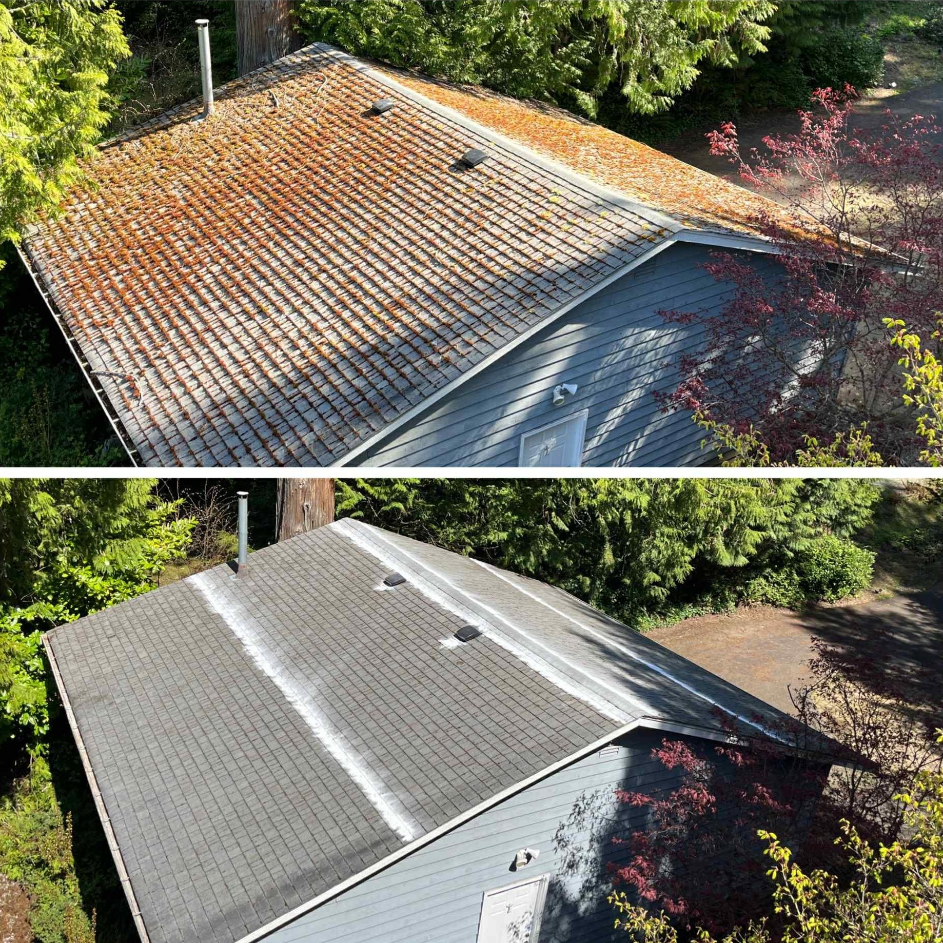 Two panels: the roof thickly mossed before treatment above, the same roof cleaned with white treatment bands below
