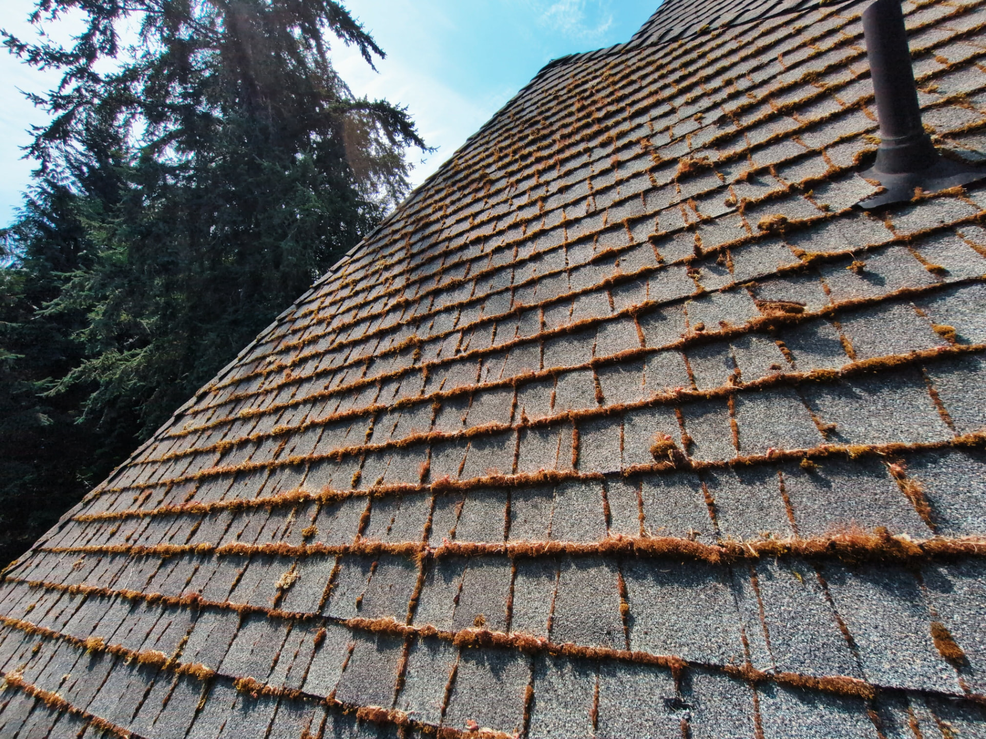 Close-up of asphalt shingles with thick moss growing along every shingle edge