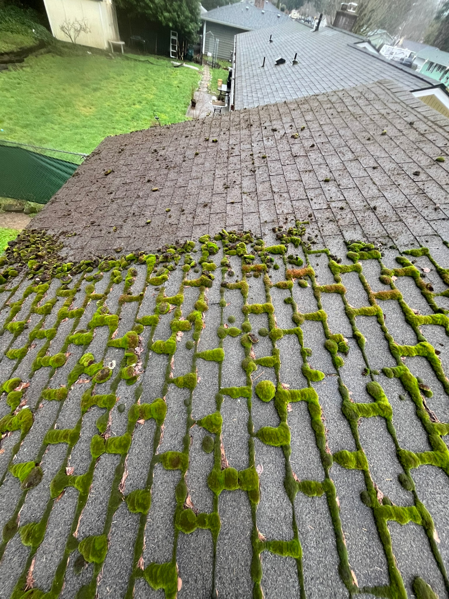 An asphalt shingle roof with thick green moss growing between the shingle seams