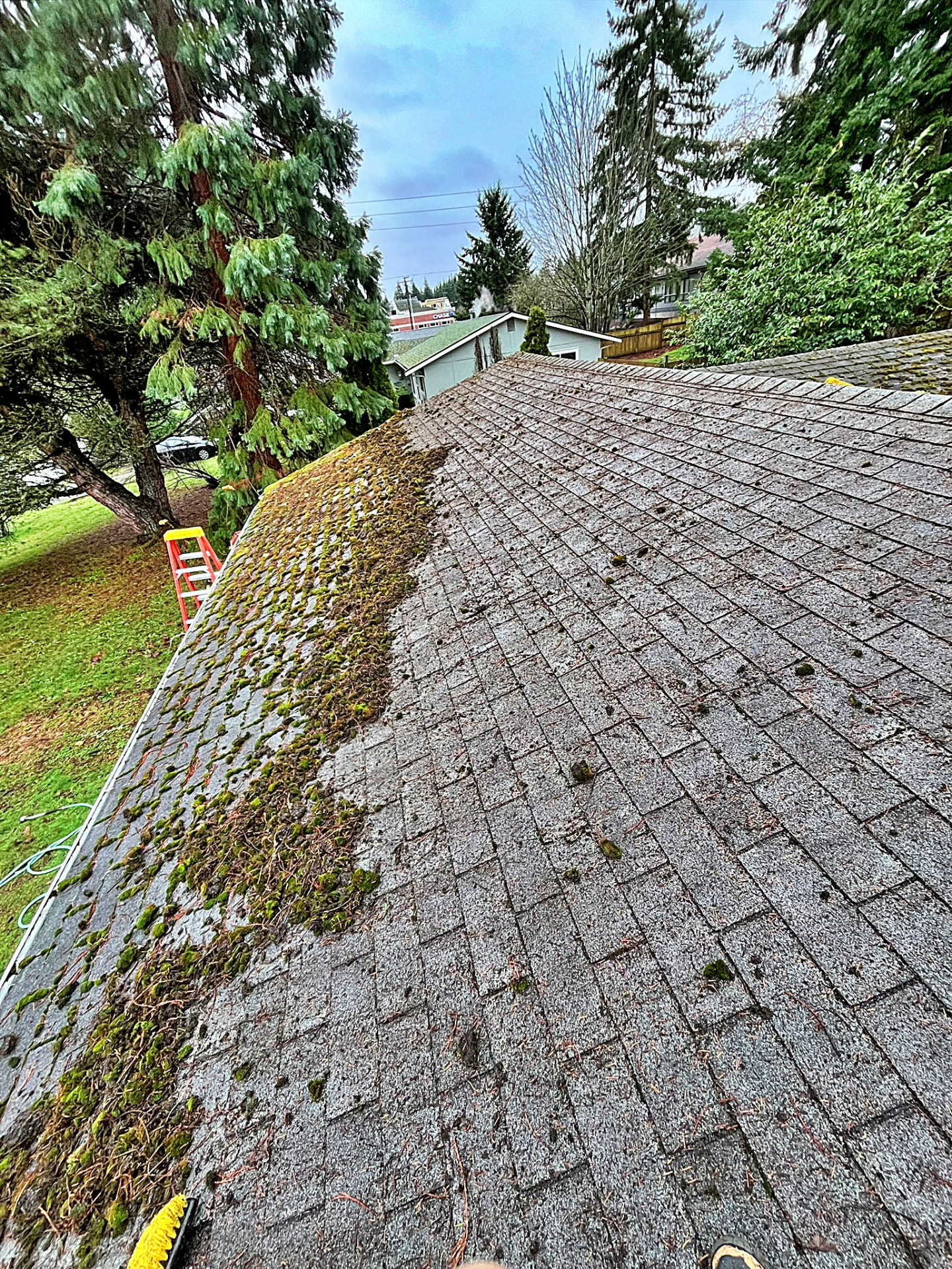 A ladder and brush beside a shingle roof slope half covered in thick green moss